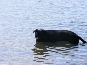 My best water dog , he wont go in higher than this lol