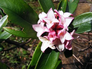 Headily fragrant Daphne odora flowers