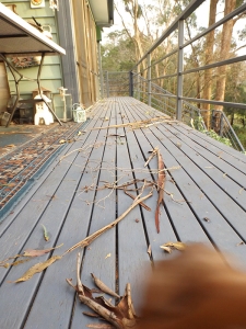 The weather has been wet, wild and windy here in Northern Tasmania and this is what our deck looked like this morning in a brief moment of quiet respite from the storms