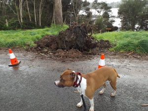 Earl was very proud to have urinated this tree down last week but people have been poaching the trunk for their fires and he is displeased...