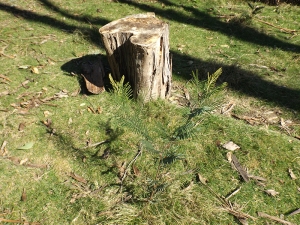 Nature reclaiming the lawn. This is a small blackwood tree growing in the side lawn. Right next to it there is another one. If we leave them there, they will grow quickly and the lawn will cease to be
