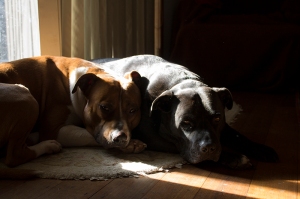 Sad dogs making the most of their terrible life by huddling in a sunbeam pitifully...