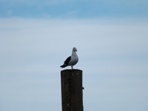 I love the sound that these big gulls make. It reminds me of the sea. Must be all of those movies about Northern climes that I watched when I was a kid as the only seagulls we had in W.A. were small and squawky ;)
