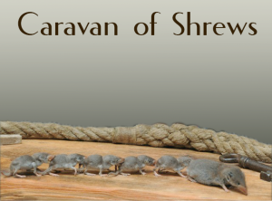 A caravan of shrews