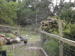 We had partially installed the fencing wire by this stage but not completely as is apparent by the chook being on the inside (and Earl not being attached to her rear end ;) )