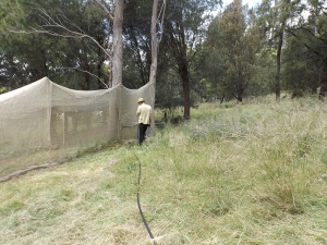 Stevie-boy (skiving off) inspecting the back netting of Sanctuary to work out where to put a nice new entry point