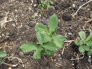 I planted these "brown Egyptian beans" and they look suspiciously like broad beans to me! ;)