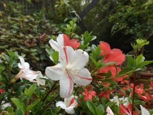 This azalea appears to have a split personality ;)