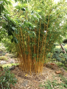 I adore this golden bamboo. Jenny bought herself a large pot of black bamboo. We have seen these bamboos in other nursery's for $120 but at Andrew's this very healthy specimen was a mere $32 (and that was expensive!) Jenny has promised me some when it starts to shoot :)